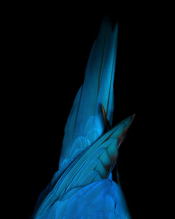 bird