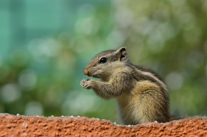 squirrel