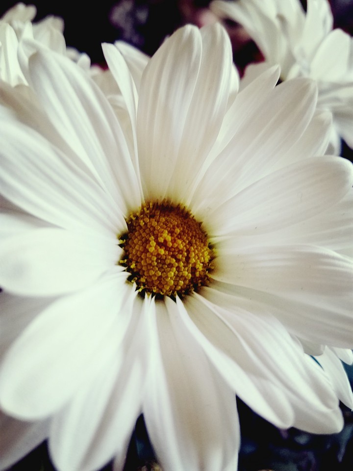 Daisy