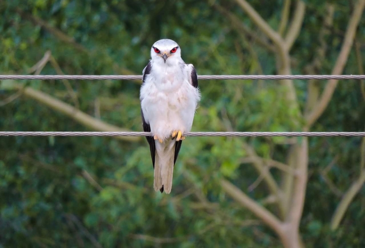 White Eagle