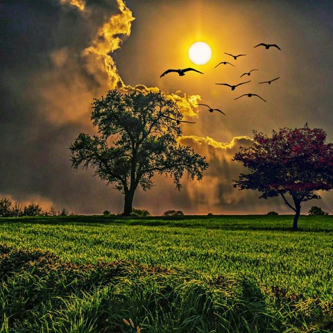 Amazing Nature