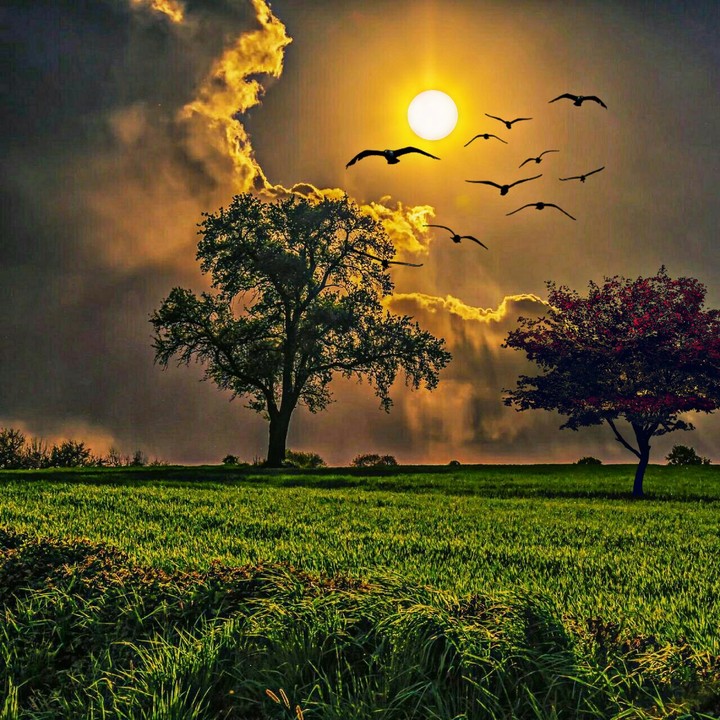 Amazing Nature
