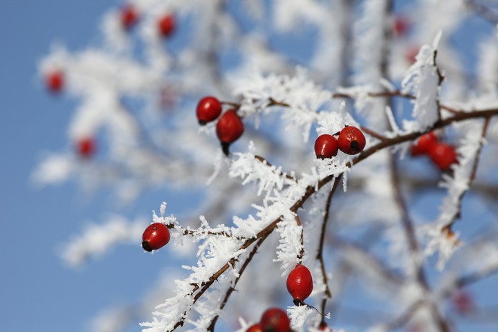 Frost