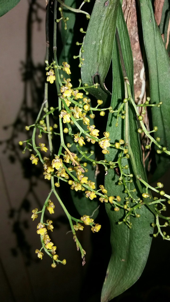 orchid miniature
