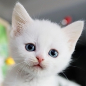 고양이