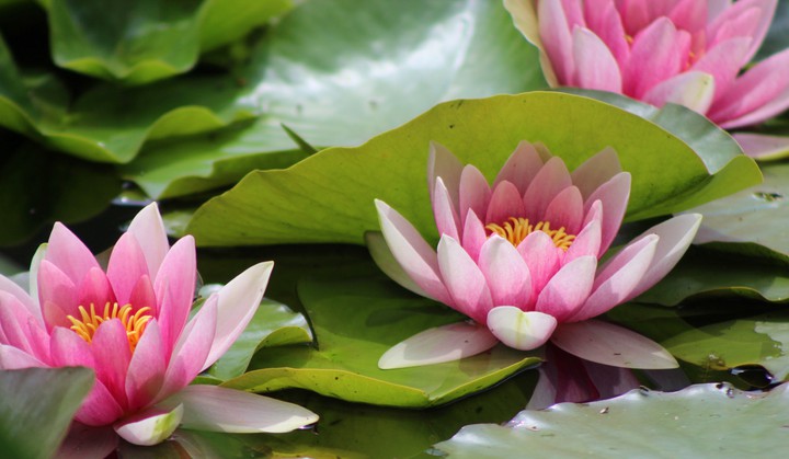 Water lilies
