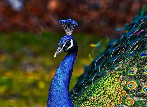 Peacock