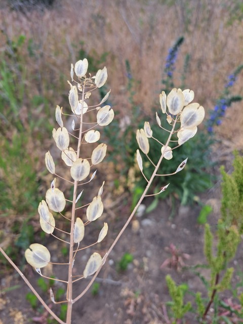 fonds d'écran twig, plant