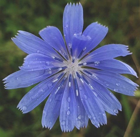 wildflower, purple háttérképek