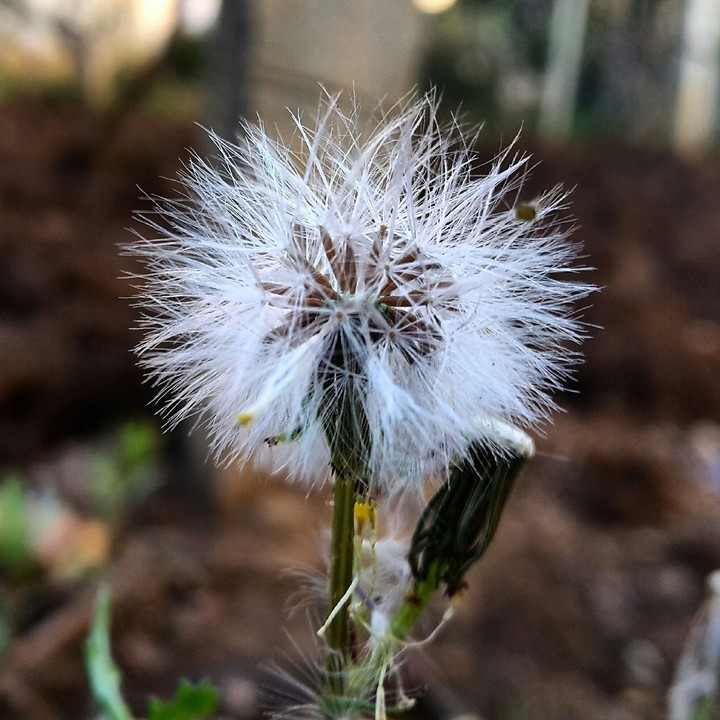 in focus