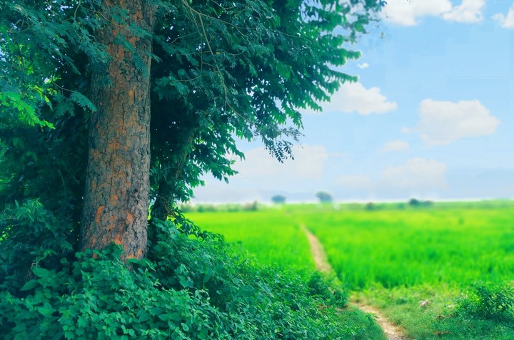 tree