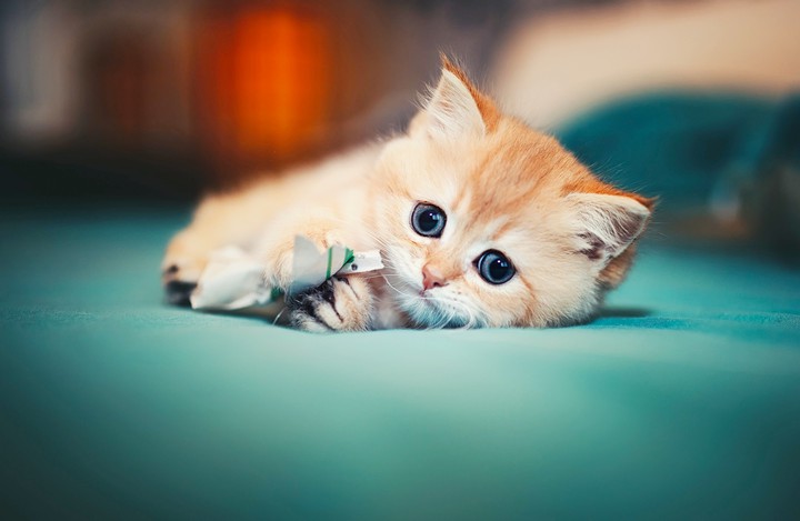 lovely cat❤