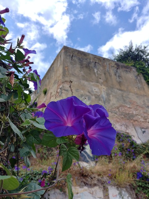 Lisbonflower