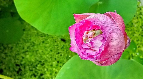 lotus