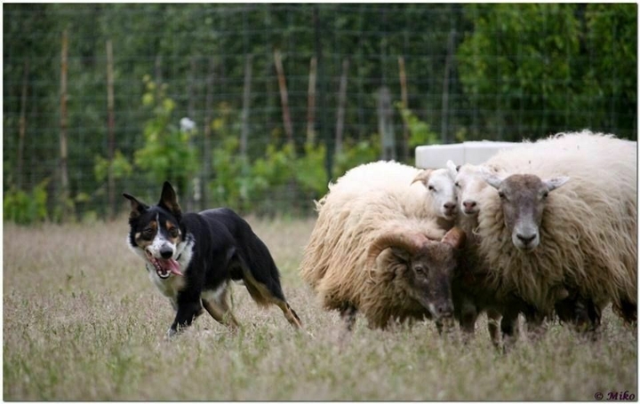 Border Collies Because There IS No Better Dog