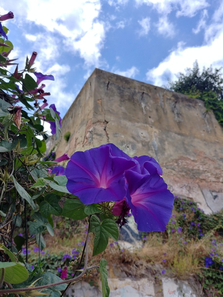 Lisbonflower