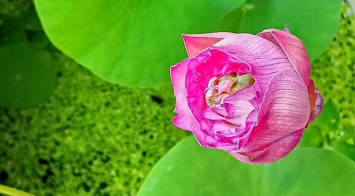 lotus