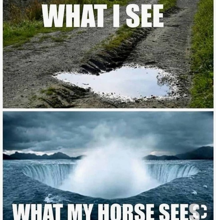 Horses