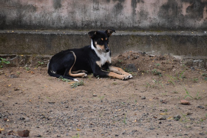 Doggy