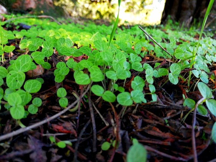 #Sprouts
