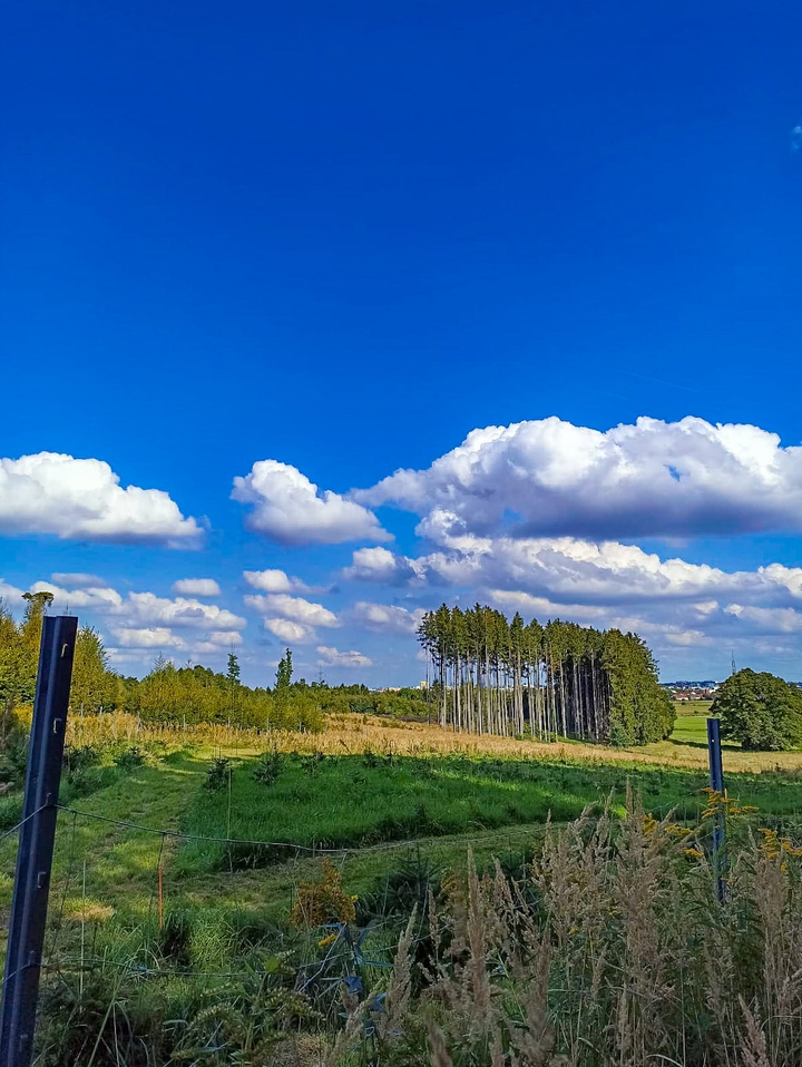 Wald tut gut.