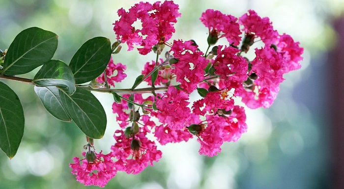#myrtle bloom