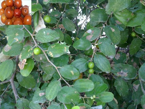 இலந்தை மரம்