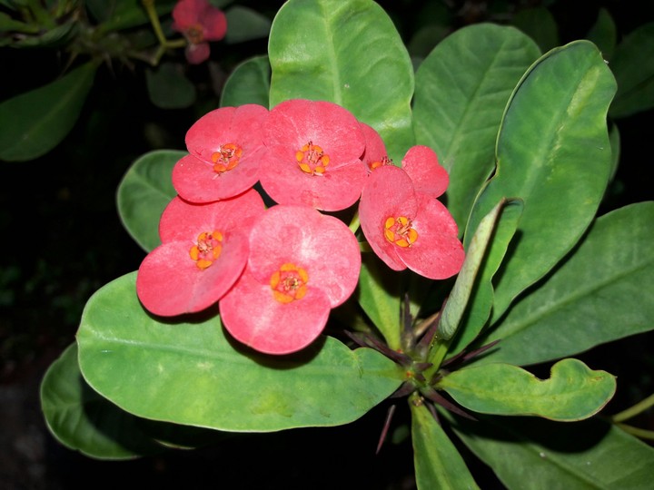 leaf flower