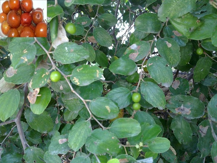 இலந்தை மரம்