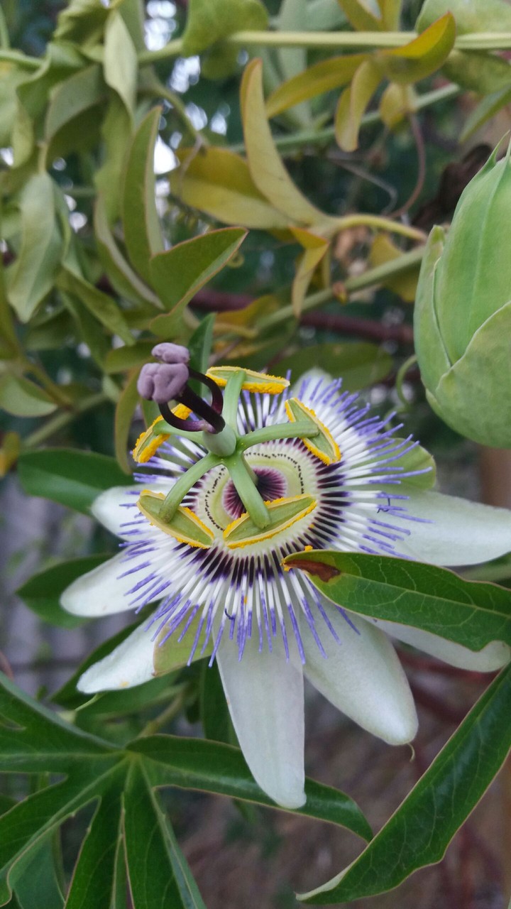 passionfruit flower