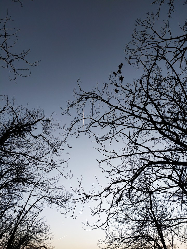travel in the wood