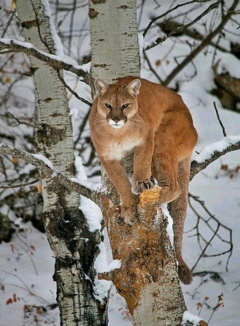 At Home with the N America Cougar