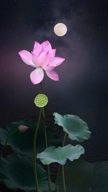 Moon, Breeze & Lotus