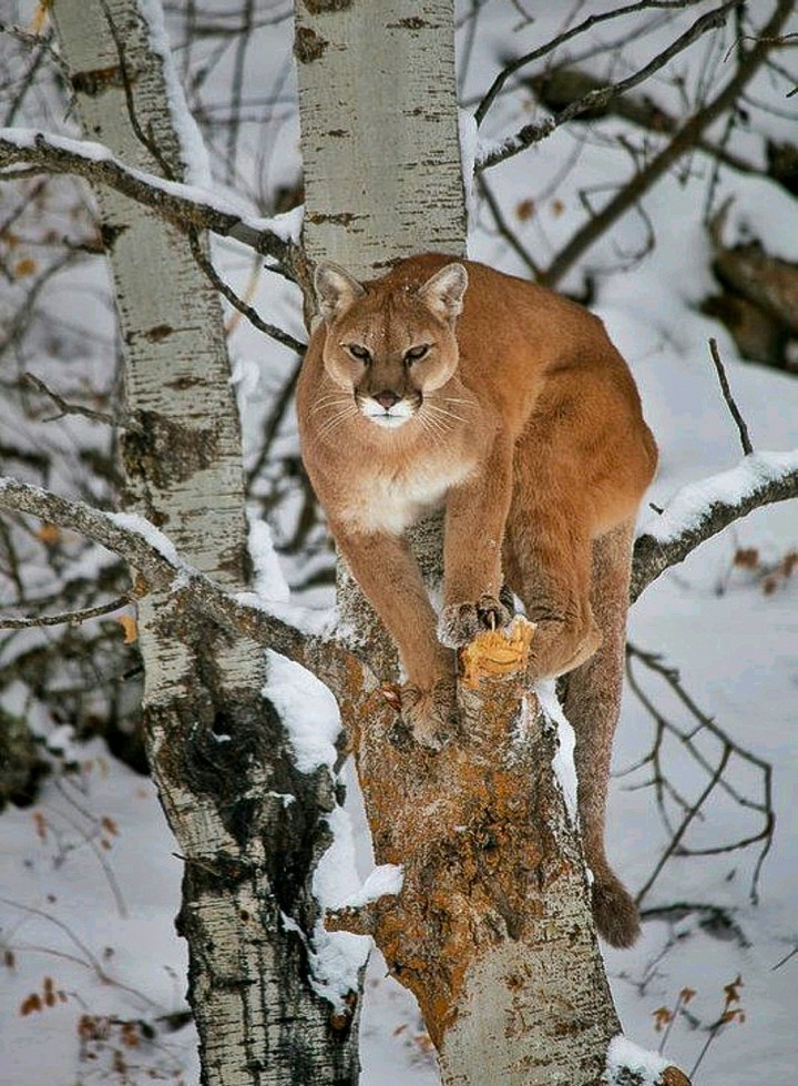 At Home with the N America Cougar