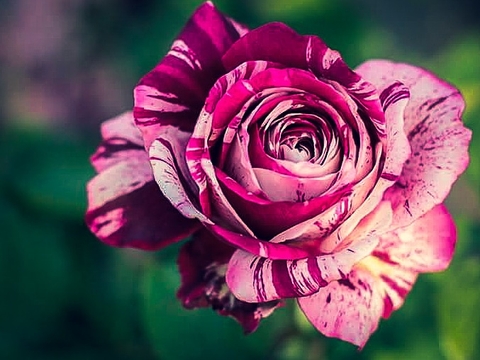 Rosa a rayas