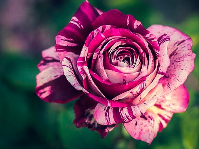 Rosa a rayas
