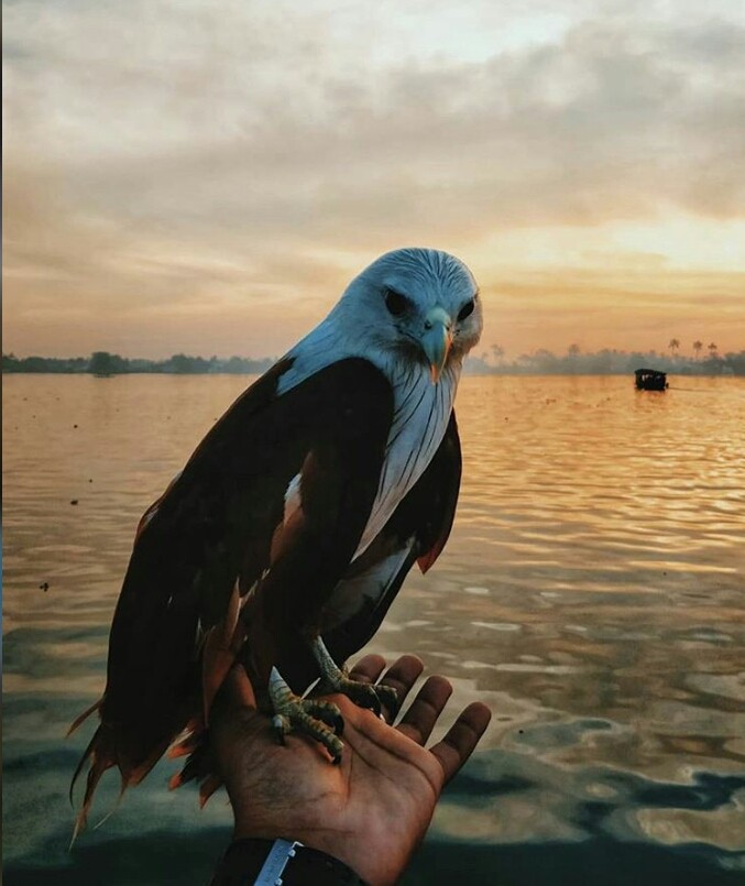 birds king