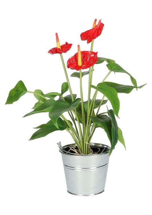 houseplant