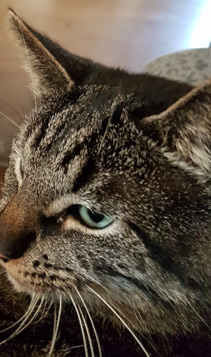 Mr. Fred