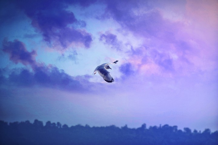 Wings of freedom