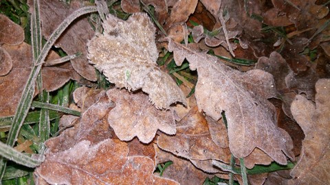 frozen leaves