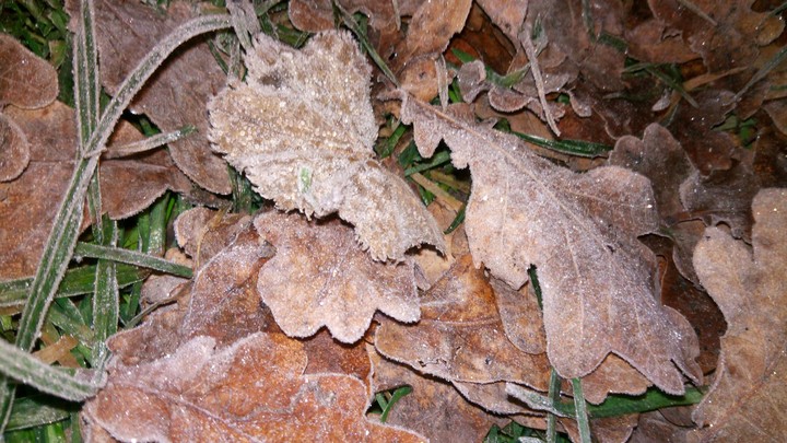 frozen leaves