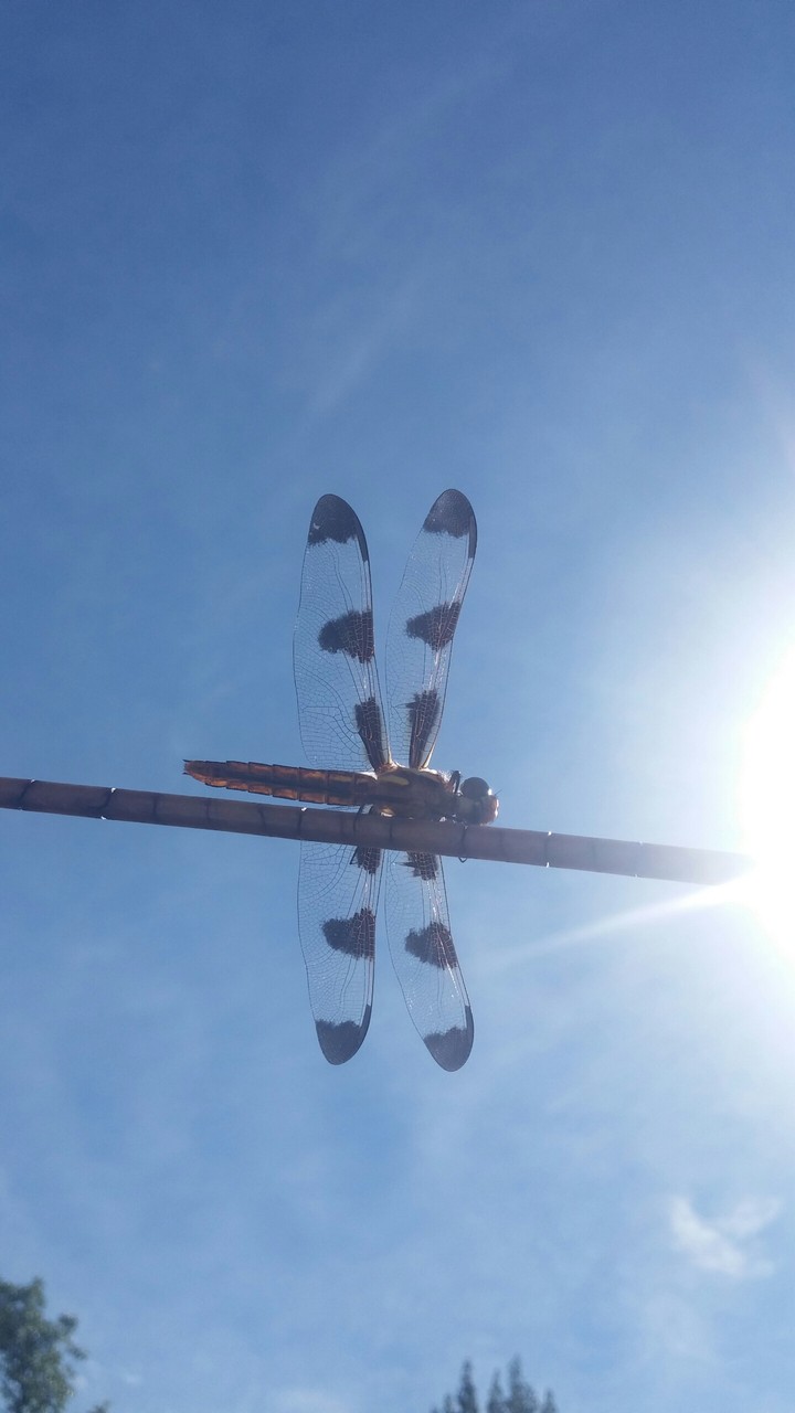 dragonfly