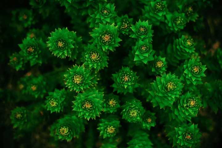 green