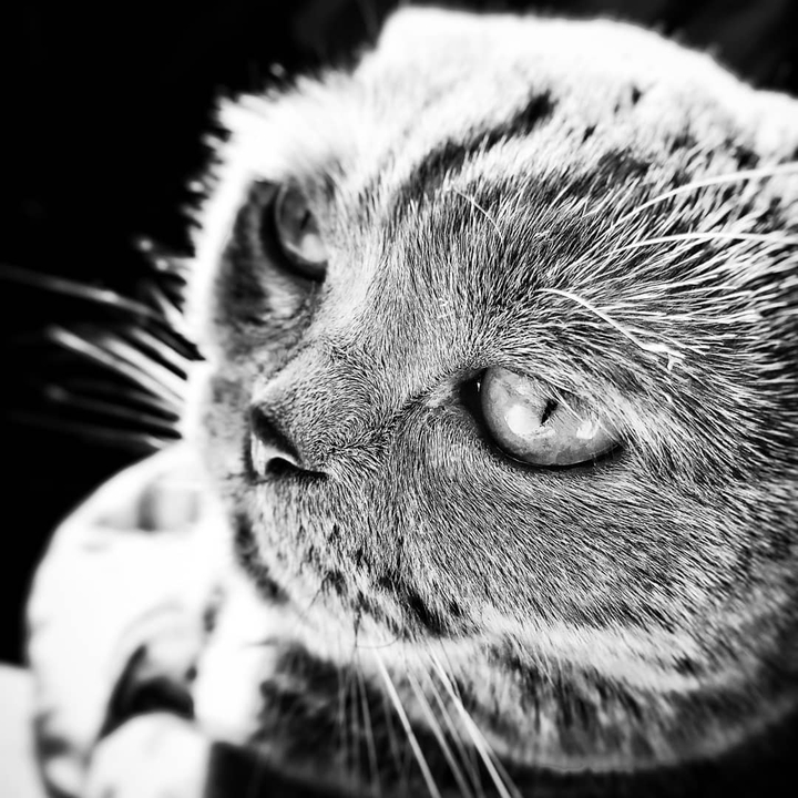 Cat black