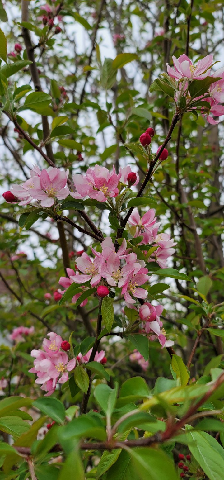 Fuji apple