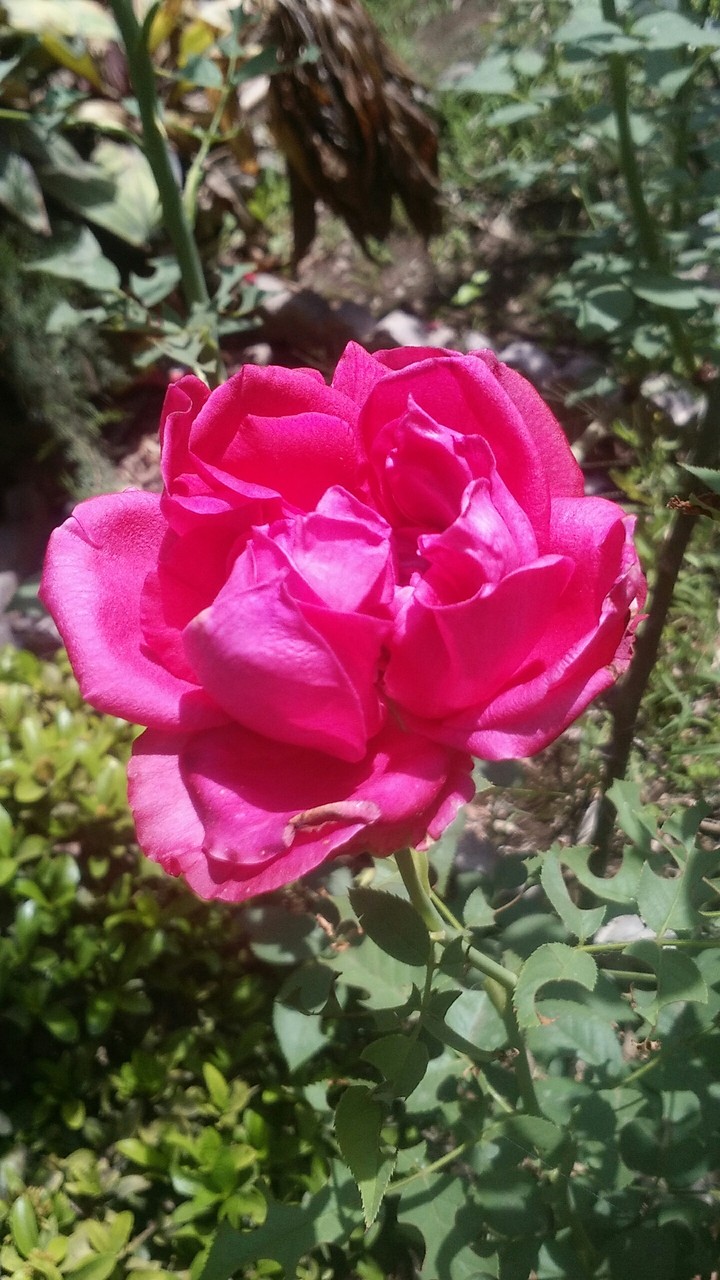 love