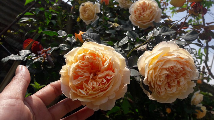 Crown Princess Margareta Roses