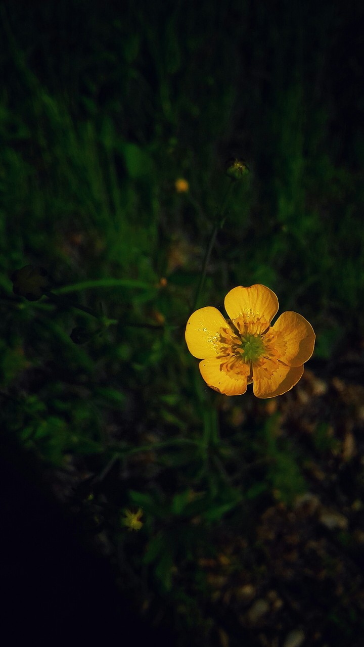 Yellow-Sunlike