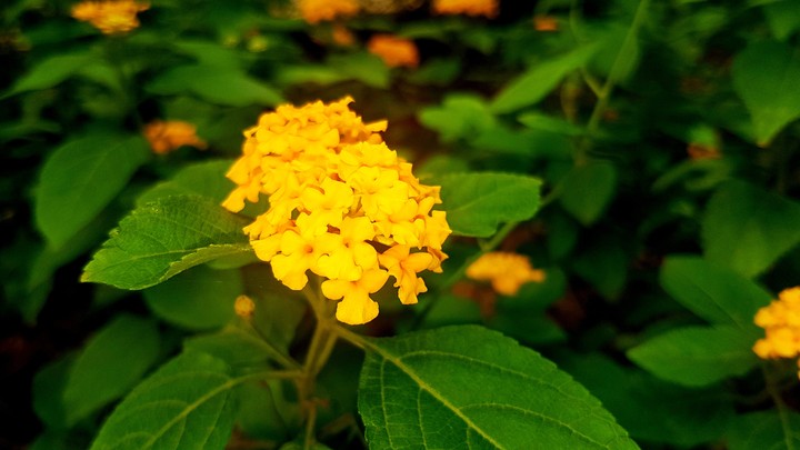 Little Yellow Flower